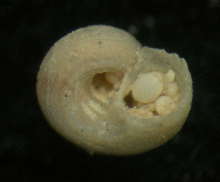 Homalopoma sanguineum juv.